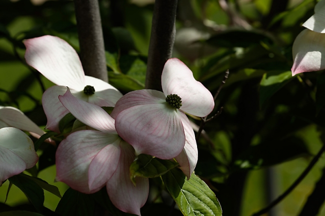 Jardin des Impressionnistes-MAI14-012